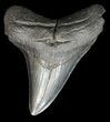 Megalodon Tooth - South Carolina #43023-1